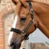 Fleece Padded Horse Head Collar 2 Fleece Padded Horse Head Collar -Premier Equine Store Fleece Padded Horse Head Collar Black 1