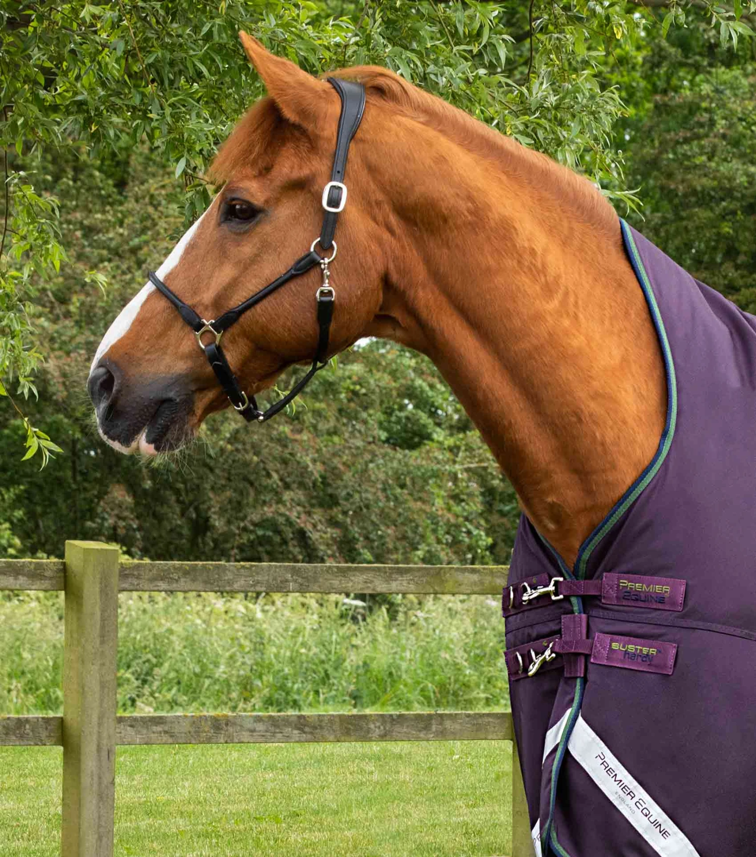 Buster Hardy 100g Half Neck Turnout Rug Buster Hardy 100g Half Neck Turnout Rug -Premier Equine Store Hardy Purple 2