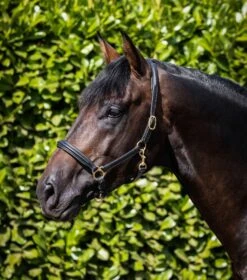 Rego Padded Leather Head Collar 6 Rego Padded Leather Head Collar -Premier Equine Store Padded Leather Head Collar Black 1 e2edee71 4f13 4709 a008 984d16fd98ee