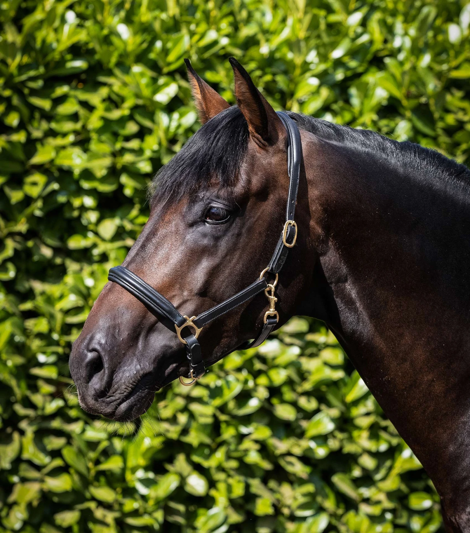Rego Padded Leather Head Collar Rego Padded Leather Head Collar -Premier Equine Store Padded Leather Head Collar Black 1 e2edee71 4f13 4709 a008 984d16fd98ee