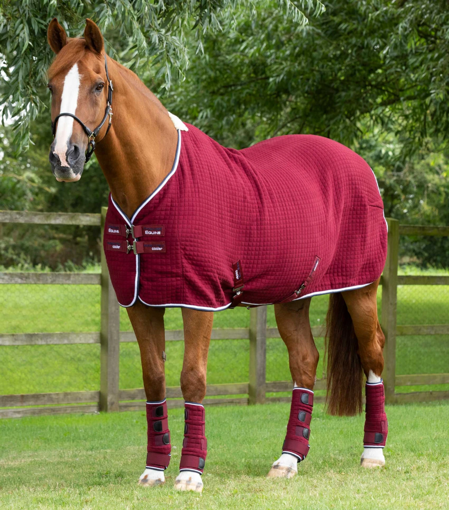 PremTex Horse Cooler Rug PremTex Horse Cooler Rug -Premier Equine Store Premtex cooler burgundy 1